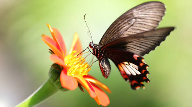 istock black butterfly flying over a flower 1257093769