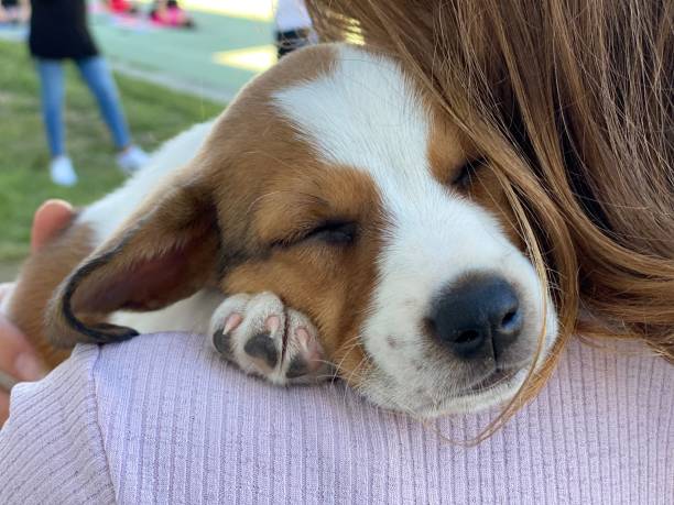 istock Puppy dog 8 weeks old 1257095346