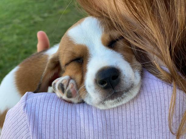 istock Puppy dog 8 weeks old 1257095354