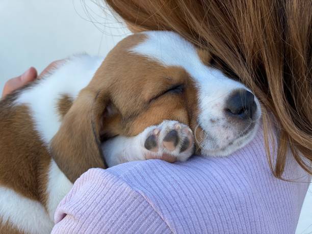 istock Puppy dog 8 weeks old 1257095356