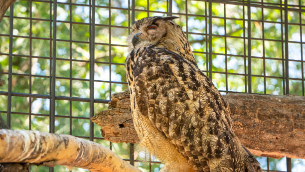 istock different shots of an eagle owl and its big eyes 1257095635