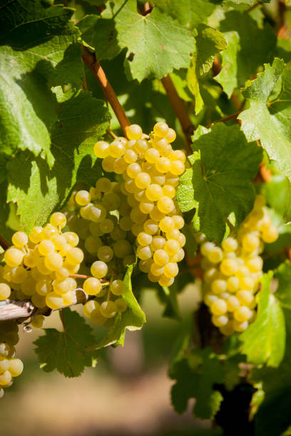 istock Detail of White grape on the vineyard 1257096481