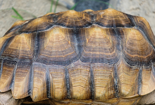 Aldabra giant tortoise (Aldabrachelys gigantea, family: Testudinidae).