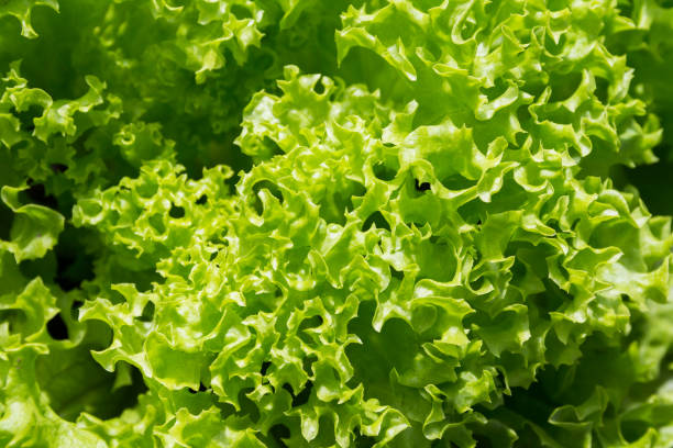 Green organic lettuce leaves in a vegetable garden stock photo