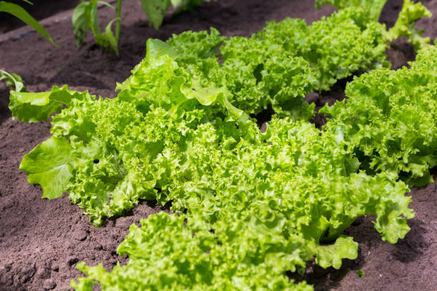 Green organic lettuce leaves in a vegetable garden stock photo