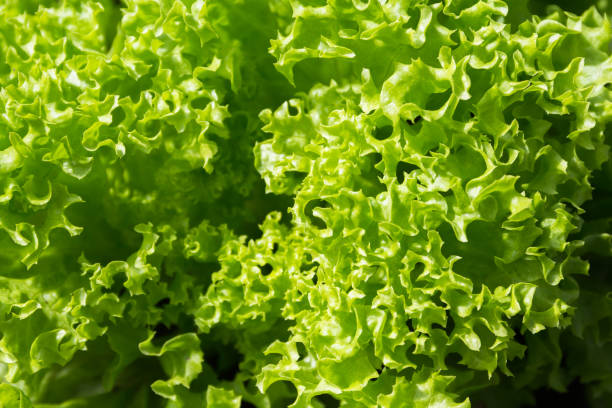 Green organic lettuce leaves in a vegetable garden stock photo