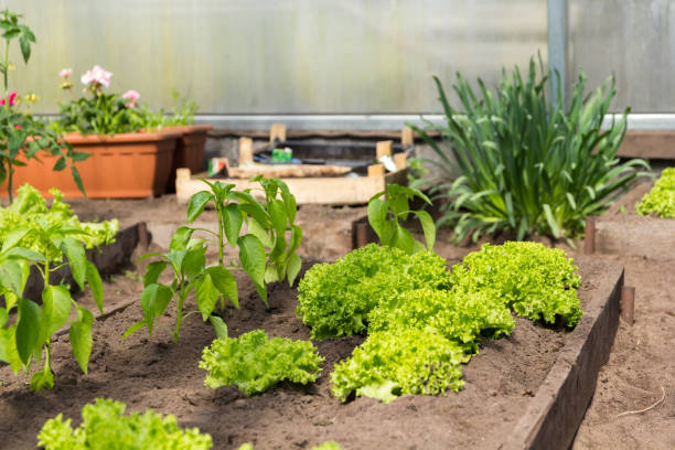 A small greenhouse with lettuce and pepper stock photo