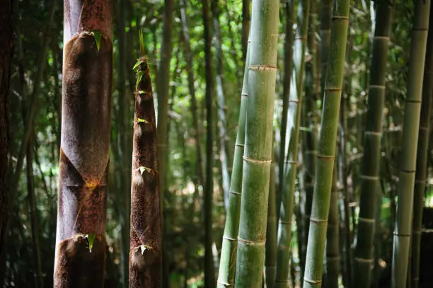 Overgrown bamboo shoots in the bamboo forest. 'Jungnogwon' bamboo garden in Damyang, South Korea.
