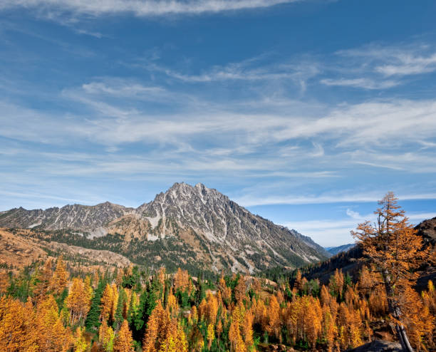 Mount Stuart and Headlight Basin in the Fall There’s a very unusual conifer tucked away in the high alpine basins of the Cascade Range of the Pacific Northwest. Each October when fall comes to the high country, the needles of the Alpine Larch change from green to glowing gold before they drop from the tree.  This photograph, with Mount Stuart in the background, was taken from Ingall's Pass in the Alpine Lakes Wilderness of Washington State, USA. jeff goulden alpine lakes wilderness stock pictures, royalty-free photos & images