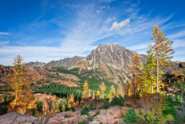 Mount Stuart in the Fall There’s a very unusual conifer tucked away in the high alpine basins of the Cascade Range of the Pacific Northwest. Each October when fall comes to the high country, the needles of the Alpine Larch change from green to glowing gold before they drop from the tree.  This photograph, with Mount Stuart in the background, was taken from Ingall's Pass in the Alpine Lakes Wilderness of Washington State, USA. jeff goulden alpine lakes wilderness stock pictures, royalty-free photos & images