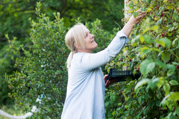 istock Woman picking raspberry in the countryside 1257102121