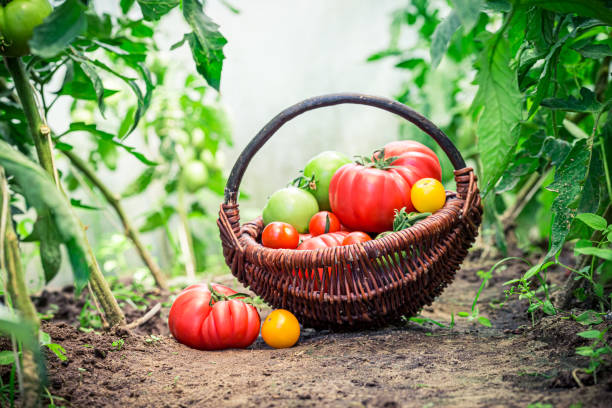 istock Fresh tomatoes in wicker basket in garden 1257102192