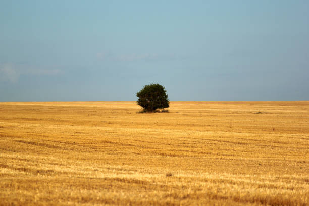 istock Lone tree on a harvested wheat field 1257102397