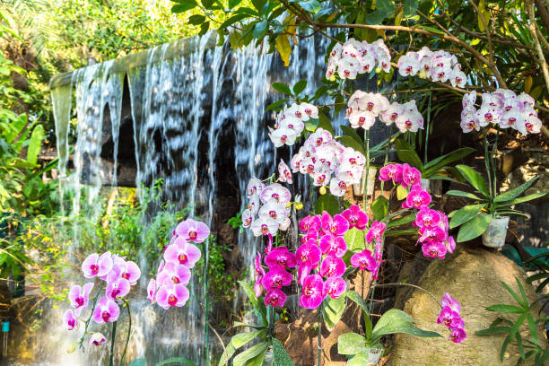 Orchids flowers in park in a summer day