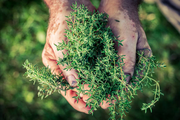 istock Closeup of freshly harvested thyme holding by hands 1257103178