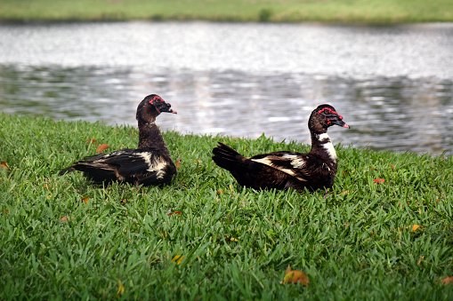 Group of muscovy ducks on green grass by lake in Deerfield Beach, Florida, USA