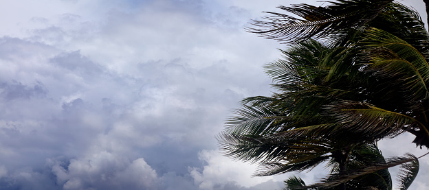 waving palm trees in windy tropical storm over cloudy storm sky