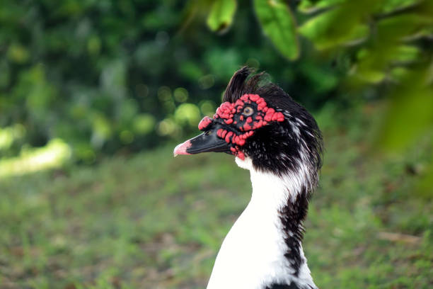 Close up domestic Muscovy Duck head on green field