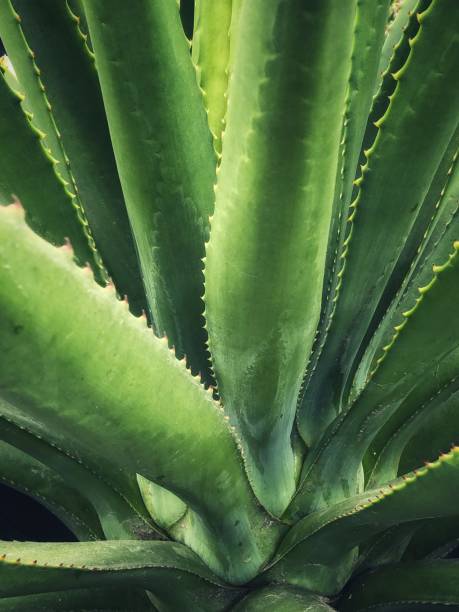 istock Green agave plant - Color Portrait Format 1257105068