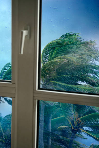istock window and waving palm trees in windy tropical storm 1257105069