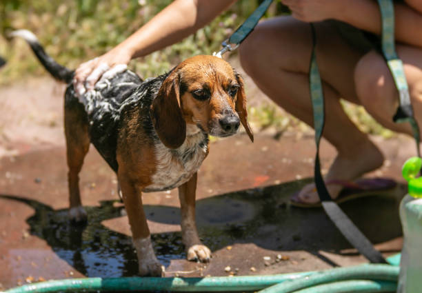 Good Dog getting soapy bath stock photo