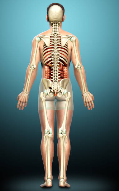 istock 3d rendered medically accurate illustration of male  Internal organs and skeleton system 1257105881