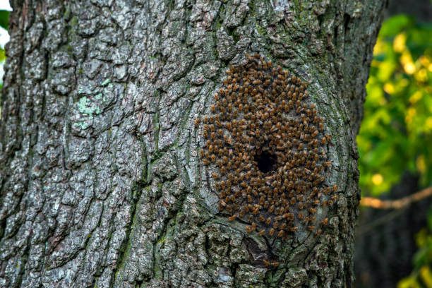 istock Bees in Swarm on Hole in Tree 1257106772