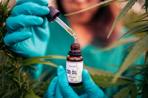 Natural product, cannabis oil, medical marijuana concept, medical herb, woman hand with gloves holding bottle with CBD oil in hemp field. Unrecognizable woman holding bottle with cbd oil in hemp field, natural medical marijuana. cannabinoid photos stock pictures, royalty-free photos & images