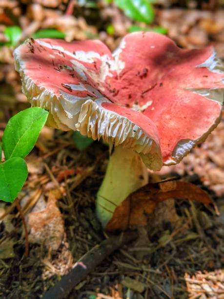 istock Emetic russula mushroom up close 1257110217