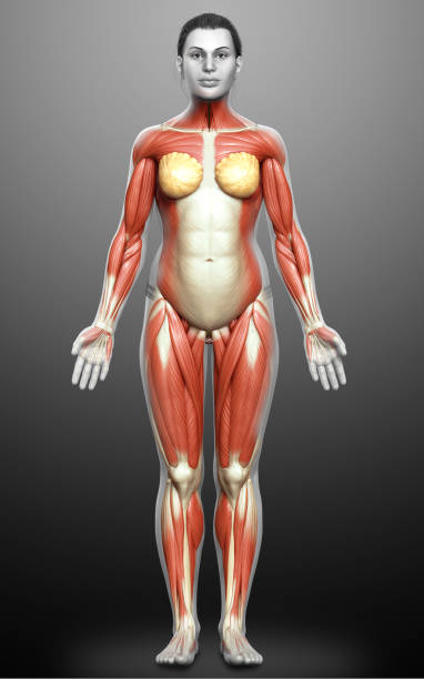 istock 3d rendered medically accurate illustration of a female muscle system 1257110944