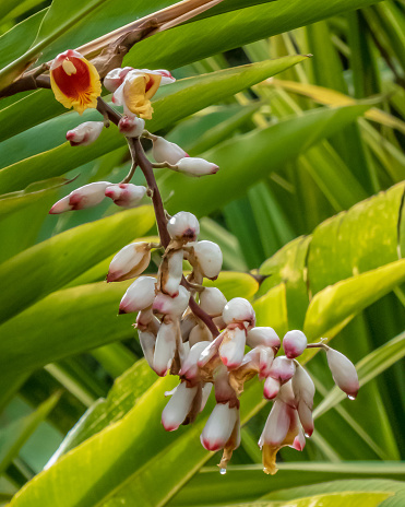 Japanese frangipani flower.