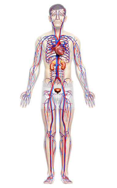 istock 3d rendered, medically accurate illustration of the kidneys and circulatory system 1257112825