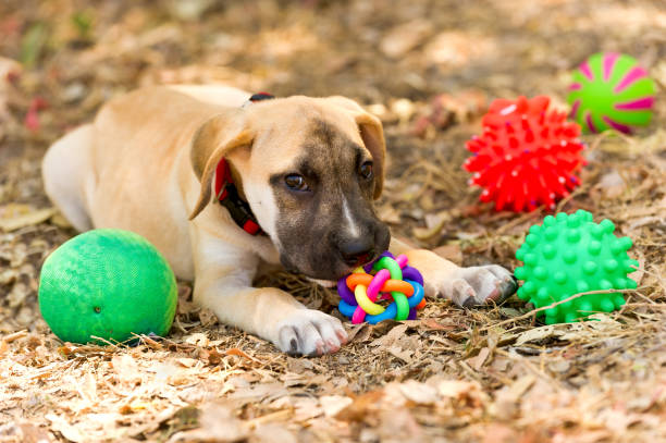 istock Dog Toys Colorful 1257113434