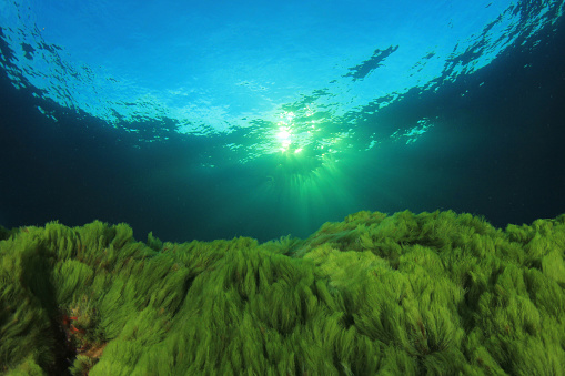 Seaweed growing on musselbanks in Irelandhttp://www.sjo.nl/istockphoto_banners/Ireland.jpg