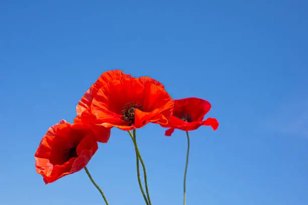 Photo of Several red poppy heads against a blue sky. Copy space for text.