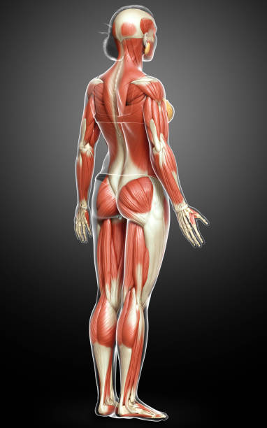 istock 3d rendered medically accurate illustration of a female muscle system 1257115637