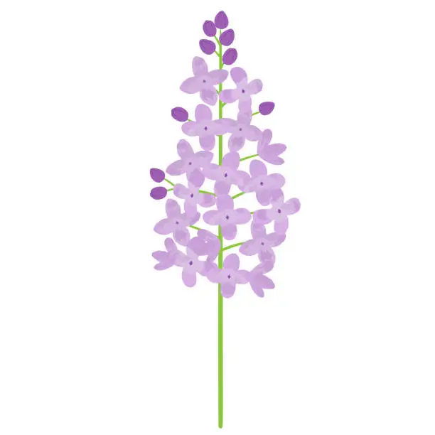 Vector illustration of Vector illustration of lilac on white background