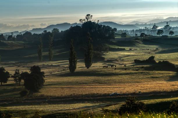 late afternoon shadows A landscape photo looking over a beautiful rural area in the Waikato region of New Zealand. The shadows stretch over farm land beibg grazed by dairy cows. waikato region stock pictures, royalty-free photos & images