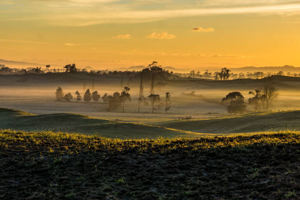 Sunrise in the Waikato, Hamilton, New Zealand. A golden sunrise in the Waikato region of New Zealand with shadows, silhouettes, trees and sun touched paddocks. waikato region stock pictures, royalty-free photos & images