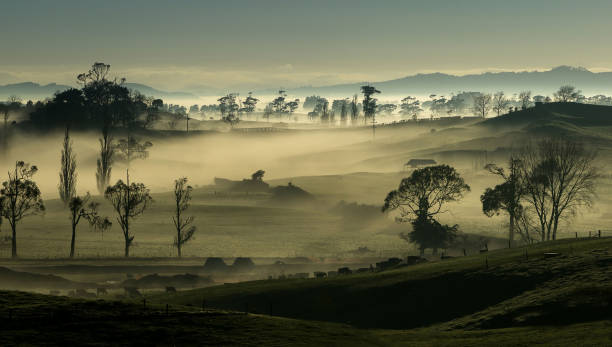 A  foggy, pastel sunrise A foggy winter sunrise over rural countryside in the Waikato, Hamilton New Zealand. waikato region stock pictures, royalty-free photos & images