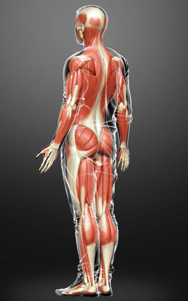 istock 3d rendered medically accurate illustration of a male muscle system 1257117400