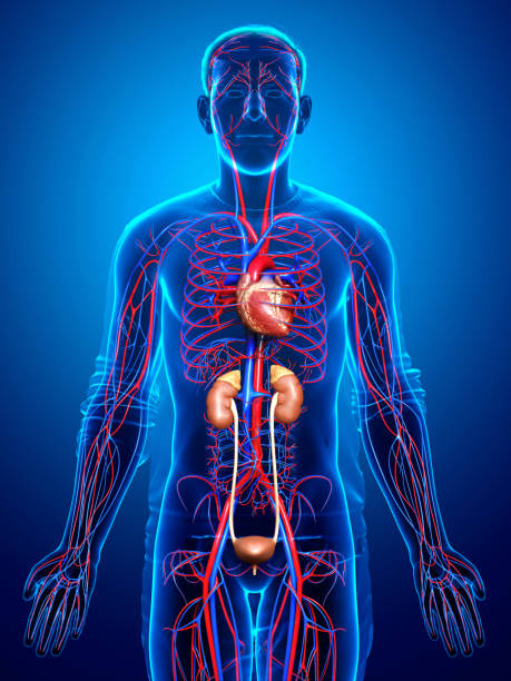 3d rendered, medically accurate illustration of the kidneys and circulatory system stock photo