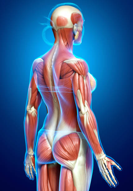 istock 3d rendered medically accurate illustration of a female muscle system 1257122152