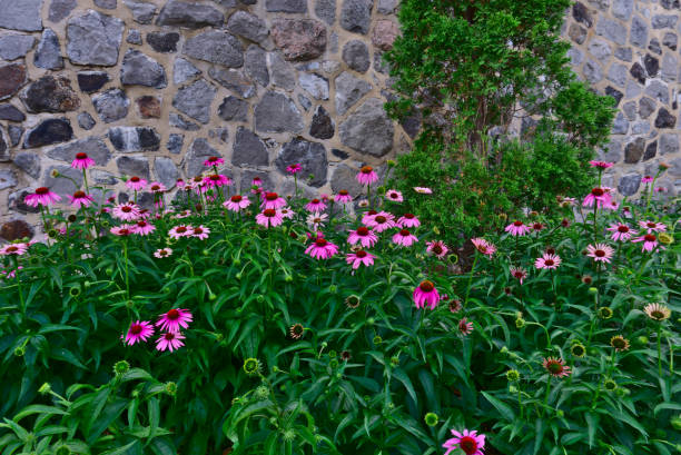 A field of pink and magenta daisy flowers on green leaves with a background of rocky wall. stock photo