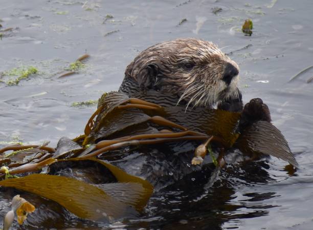 A sea otter wrapped in seaweed A sea otter (Enhydra lutris) wrapped in kelp, off the coast of California sea otter stock pictures, royalty-free photos & images