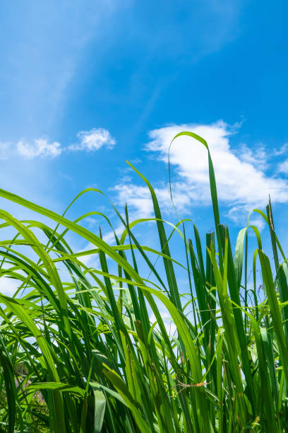 herbe haute contre l’été rempli de nuage bleu - grass tall timothy grass field photos et images de collection