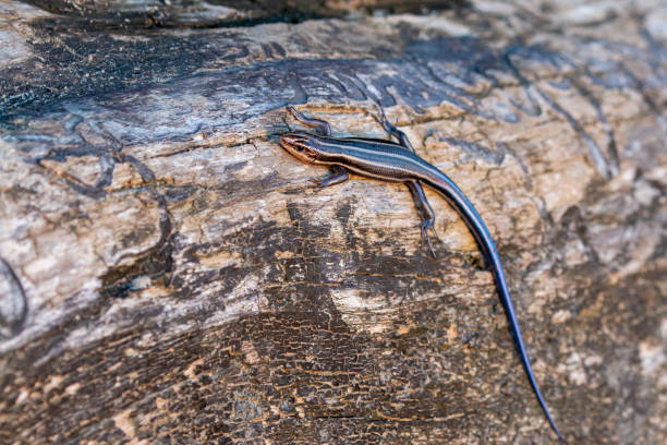 istock An American five lined skink on a wooden log 1257125542