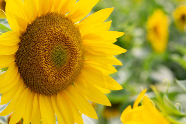 istock Beautiful sunflower plant on a blurred background, a front view 1257125852