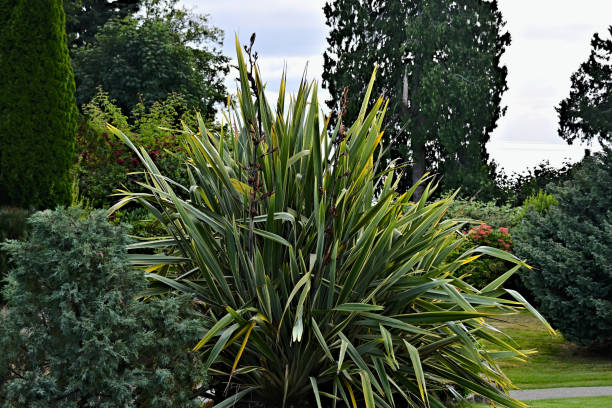 istock Mature Variegated Yucca Plant 1257125867