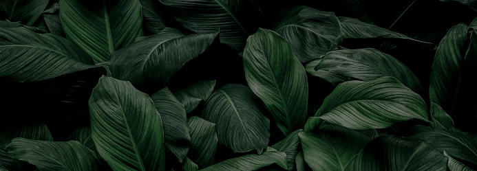 leaves of Spathiphyllum cannifolium, abstract green texture, nature background, tropical leaf